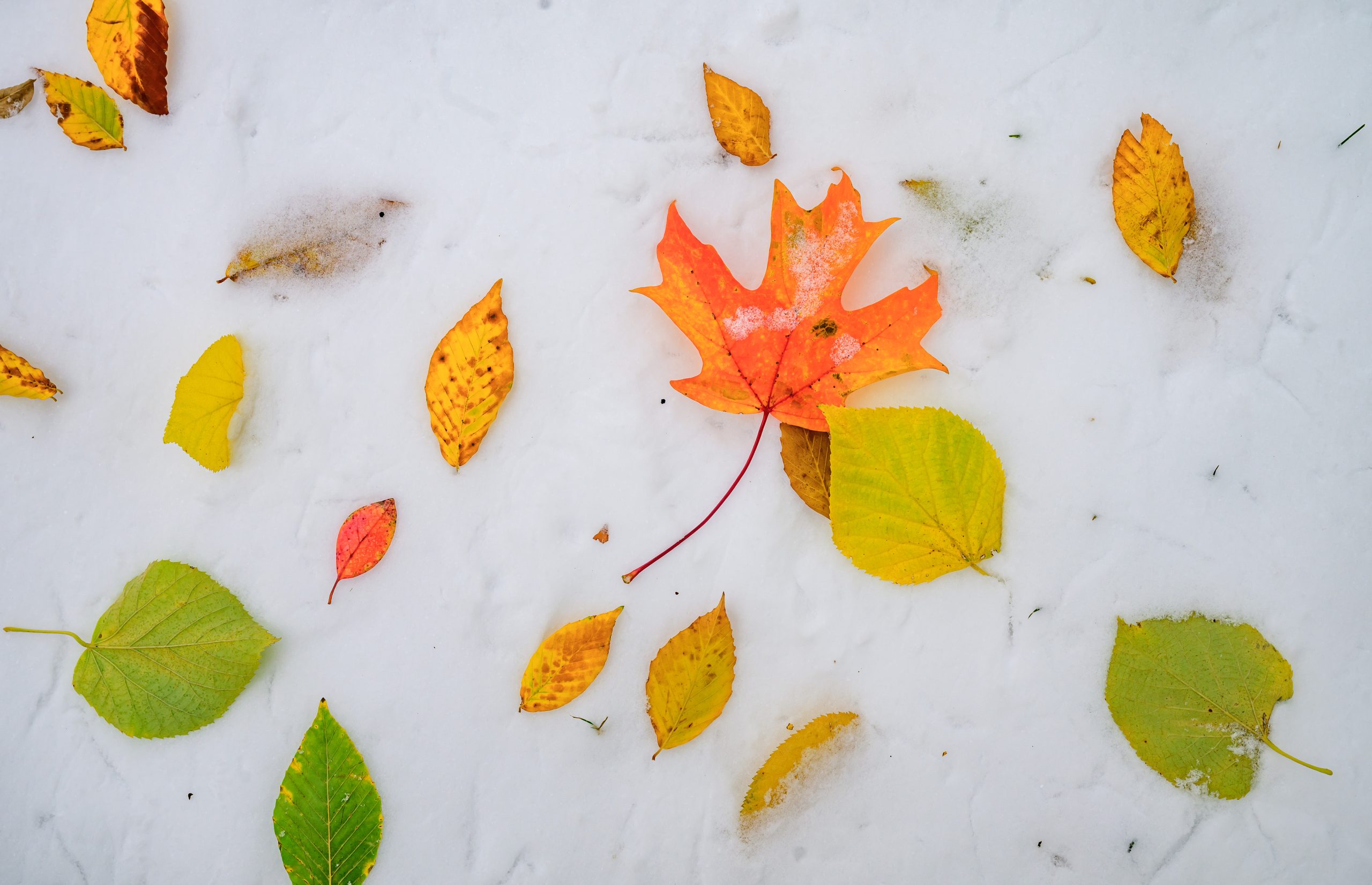 colorful leaves on snow leaf grounds
