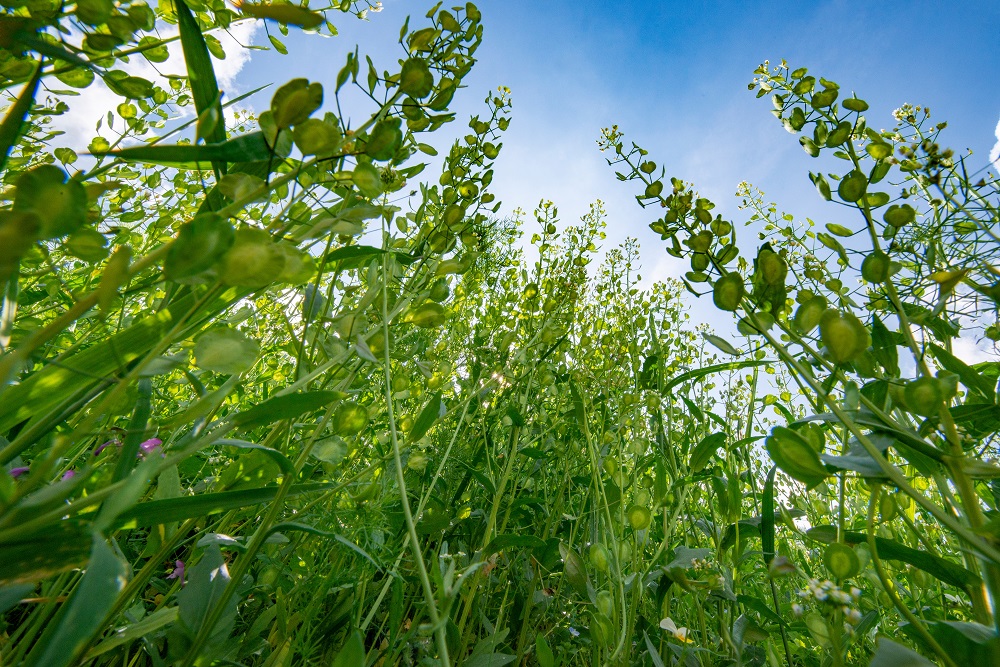 Various vegetation growing in a natural prairie settings (Thlaspi arvense common name field pennycress on a field close up)