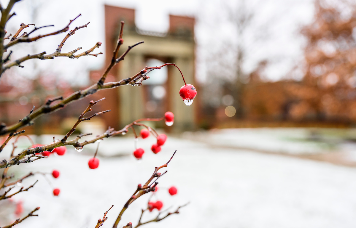 Winter berries glisten in a wintery mix near the Hallene Gateway at the east entrance of campus. If you look closely, you can see the reflection of the gateway in the melting snow drop. Photo taken at the University of Illinois Urbana-Champaign on Tuesday, Jan. 9, 2024. (Photo by Fred Zwicky / University of Illinois Urbana-Champaign)