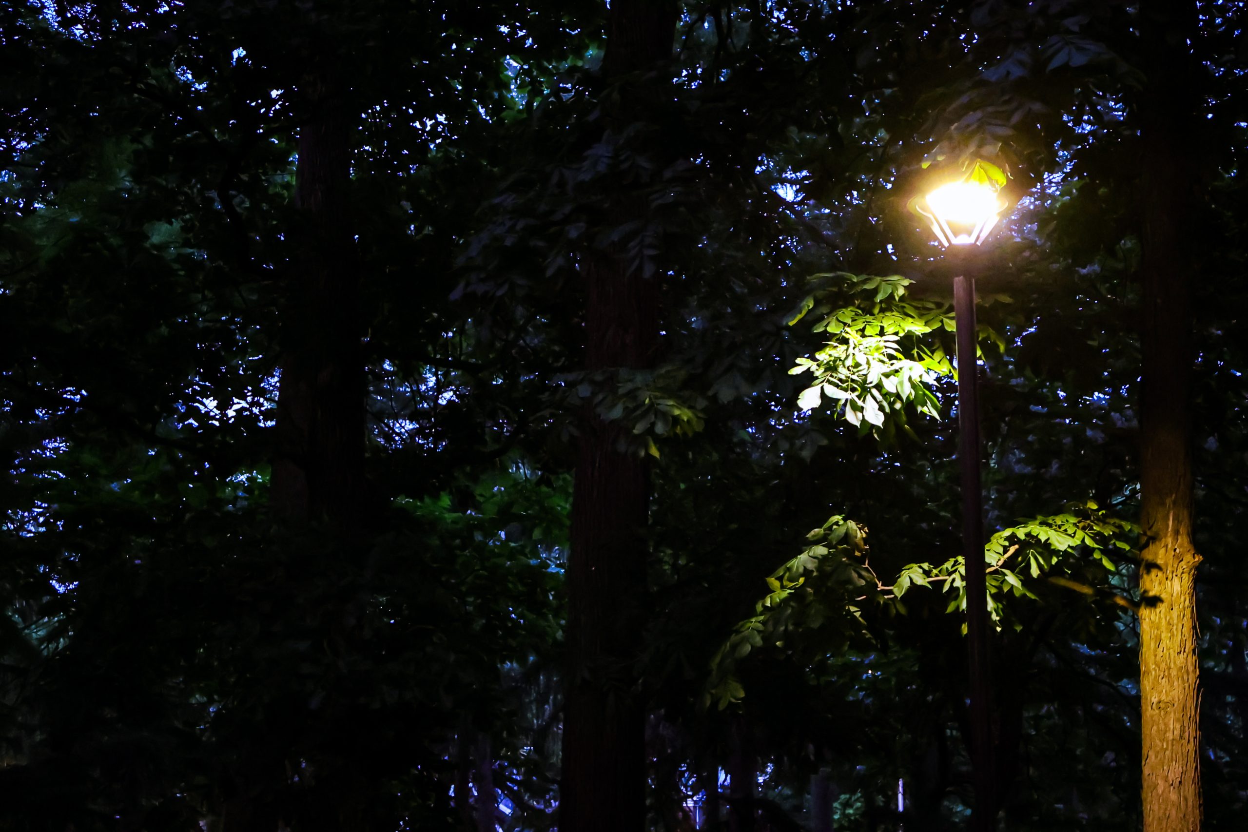 Illini Grove lit path