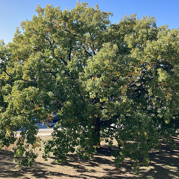 A large, mature Oak tree on the U. of I. campus.