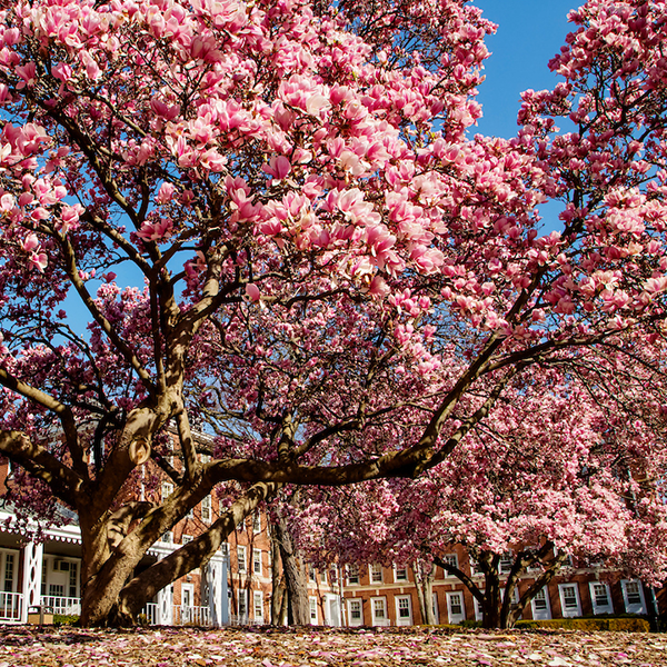 Lincoln Avenue Residence Halls shown with a Magnolia tree in bloom.