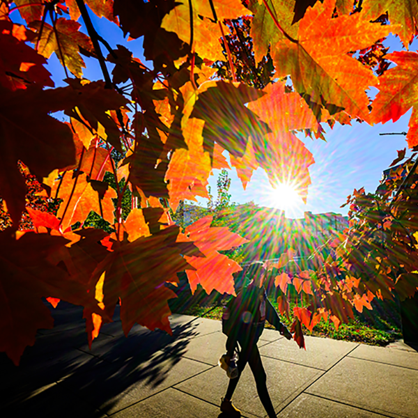 The sun shines through a maple tree on the Urbana campus with an individual walking on a sidewalk in a foreground.